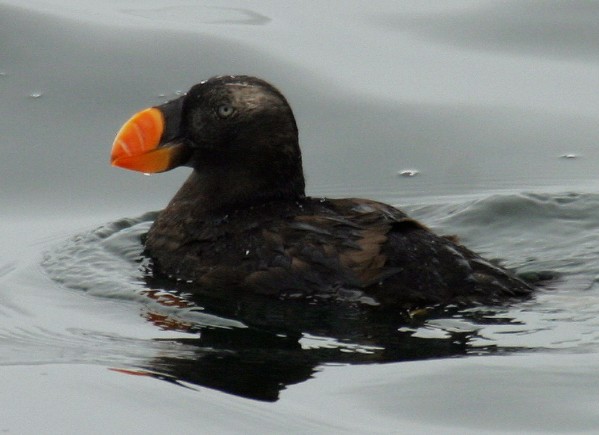 Tufted Puffin